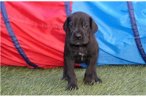 Ranger - puppy for sale