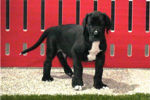 Bosco - puppy for sale