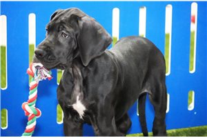 Briea - puppy for sale