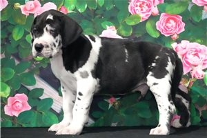 Hercules - Great Dane for sale