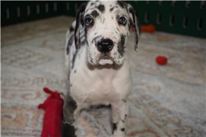 Gus - Great Dane for sale