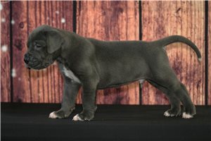 Jonah - Great Dane for sale