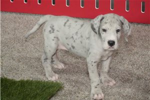 Sasha - puppy for sale