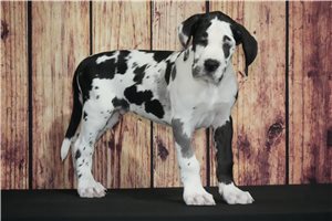 Rocky - Great Dane for sale