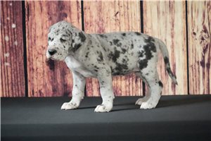 Dolly - Great Dane for sale