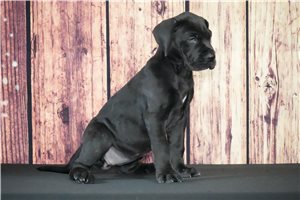 Winnie - Great Dane for sale