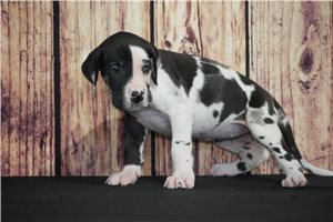 Irma - Great Dane for sale