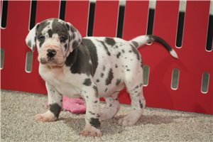 Koda - puppy for sale