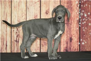 Udoo - Great Dane for sale