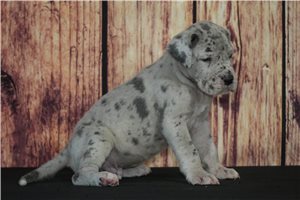Squire - puppy for sale