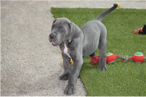 Betsie - Great Dane for sale