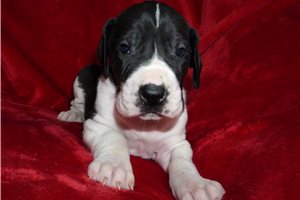 Alvin - puppy for sale
