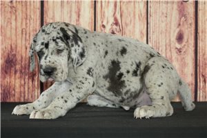 Inez - Great Dane for sale