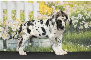 Lois - Great Dane for sale