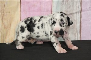 Rosa - Great Dane for sale