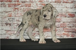 Squire - Great Dane for sale