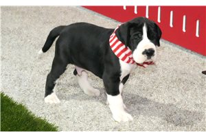Colson - Great Dane for sale