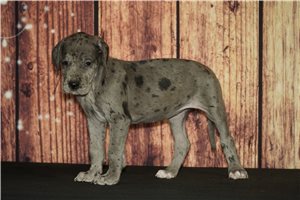 Sally - Great Dane for sale