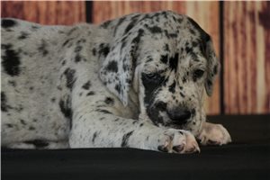 Inez - Great Dane for sale