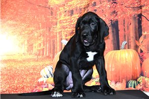 Wilda - Great Dane for sale
