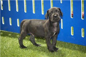 Trevor - Great Dane for sale
