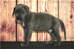 Pedro - Great Dane for sale