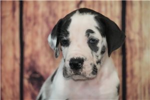 Rocky - Great Dane for sale