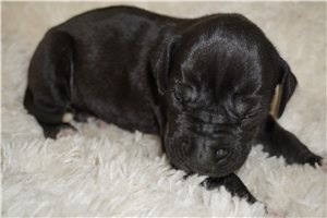 Addie - puppy for sale