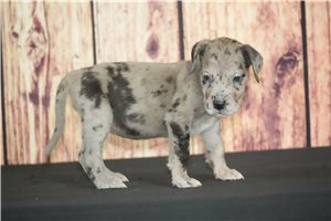 Shadow - puppy for sale