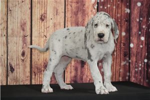 Vanna - Great Dane for sale