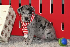 Bubba - puppy for sale