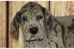 Boyce - Great Dane for sale