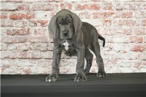 Pedro - Great Dane for sale