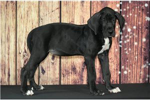 Bella - Great Dane for sale