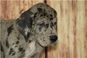 Stanley - Great Dane for sale