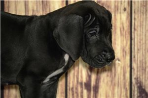 Jada - Great Dane for sale
