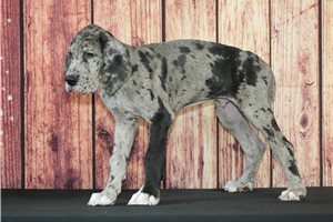 Boyce - Great Dane for sale