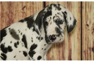 Olga - puppy for sale