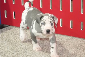 Ziggy - Great Dane for sale