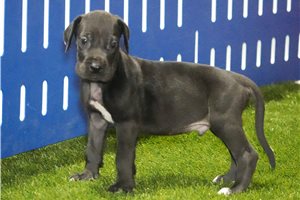 Jordan - puppy for sale