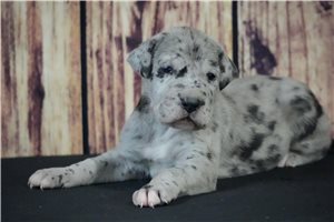 Dolly - Great Dane for sale