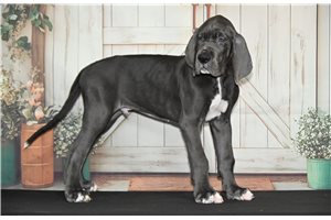 Jonah - puppy for sale