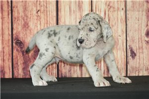 Squire - Great Dane for sale