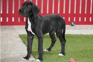 Tasha - Great Dane for sale