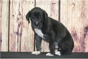 Dobie - Great Dane for sale