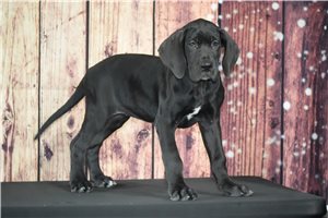 Mazy - puppy for sale