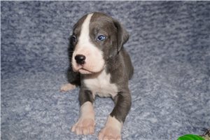 Charlie - Great Dane for sale