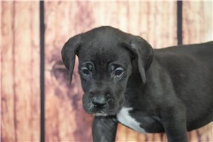 Trudy - Great Dane for sale