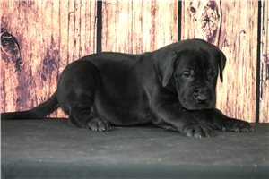 Harley - puppy for sale