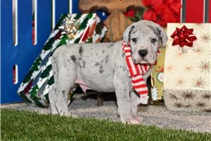 Moose - Great Dane for sale